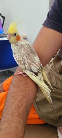 2 كالوبسيت مدربين يدويا، طيران حر، غناء - 2