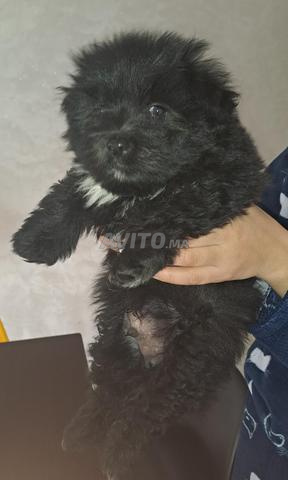 كلاب بيشون مالطية