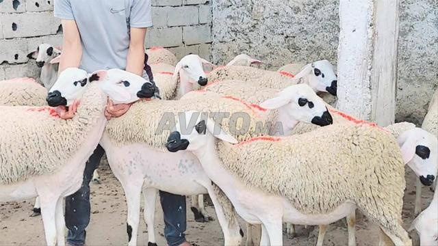 Annuelle Sardiyeh Mliha Darra à vendre