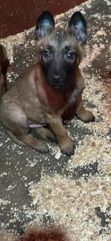 كلب مال مالينو