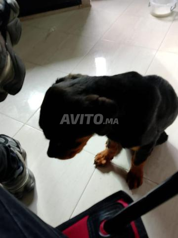 روت وايلر 3 أشهر (غير مطعم)