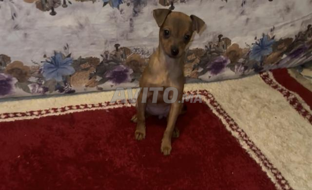 جرو أنثى للبيع