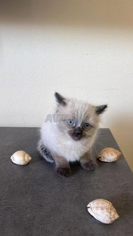 Chat siamois himalayen