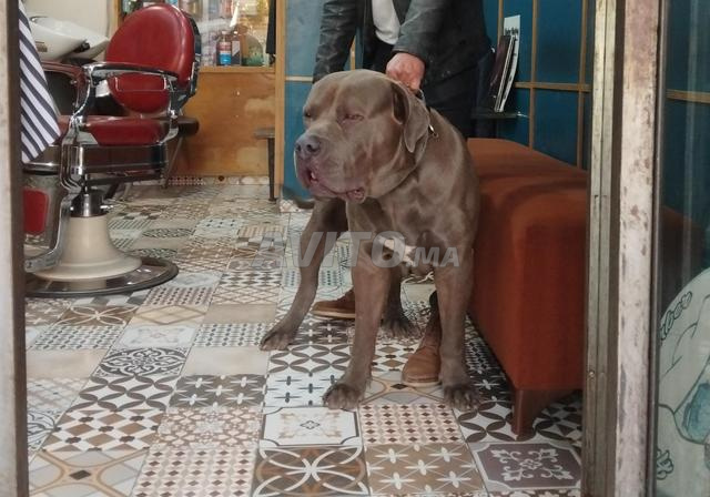 American bully xxl
