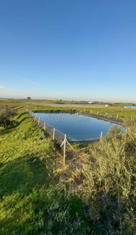 Superbe Ferme 6.25 Ha à 45 Minutes De Rabat