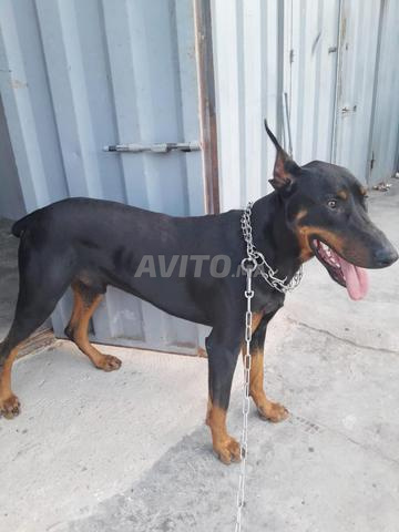 كلب الدوبرمان