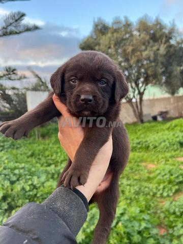 لابرادور شوكولاتة