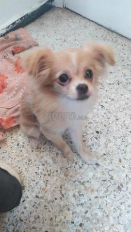 Chienne âgée de 6 mois