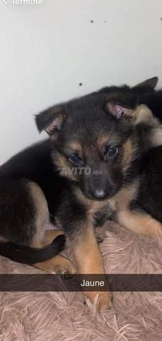 جراء كلب الراعي الألماني