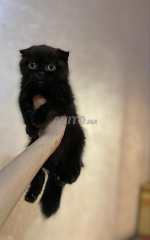 سكوتش فولد ذكر أسود