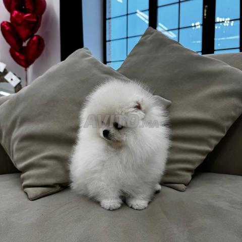 Mâle Spitz Poméranien pedigree