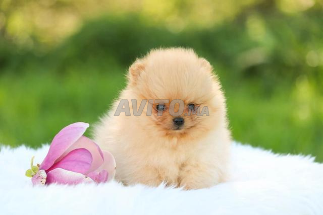 Mâle Spitz Poméranien