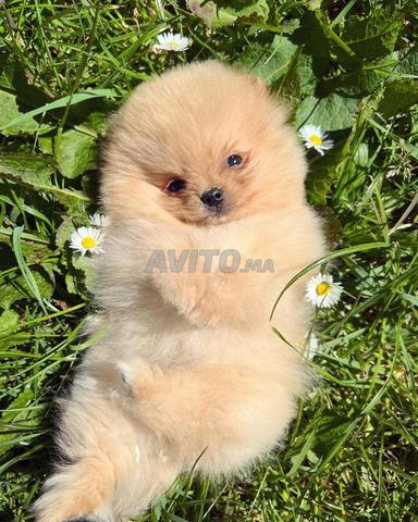 Mâle Spitz Poméranien - 2