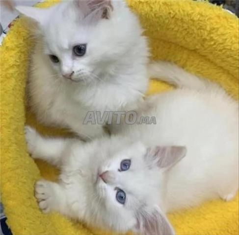 قطة صغيرة أونغورا