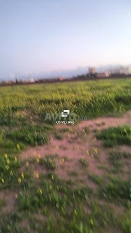 Hectare route d'Amizmiz à vendre