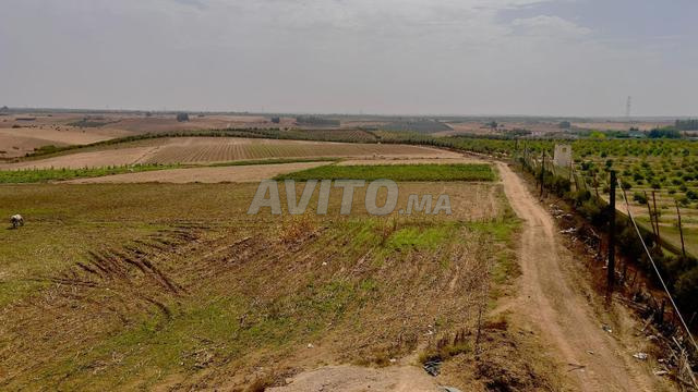 مزرعة للبيع في سيدي علال البحراوي - 2