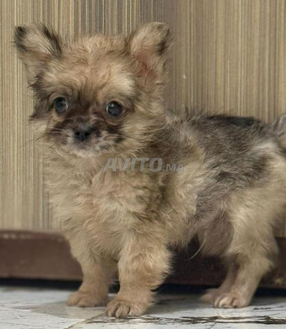 Chihuahua merle poilu