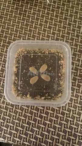 Selou sain pour le mois de Ramadan