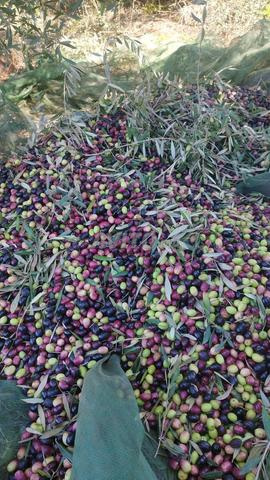 زيت الزيتون ديال البلاد - 2