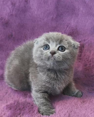 Femelle Scottish Fold