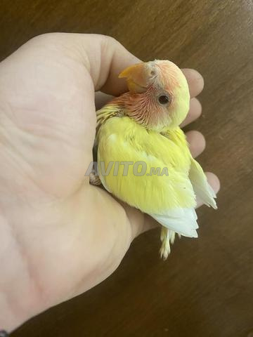 فرخ روز للدريساج شبرين سورانغ