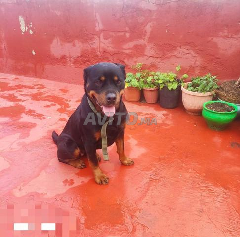 كلاب روتويلر