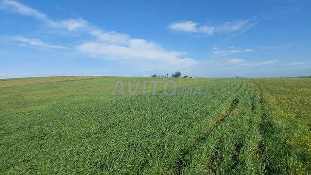 أرض ذات سند ملكية بحري 8800م2 سهول سلا