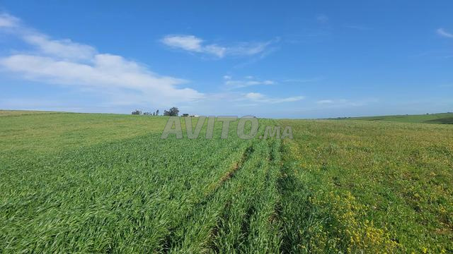 أرض ذات سند ملكية بحري 8800م2 سهول سلا - 2