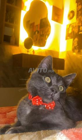 Chat d'une qualité incroyable