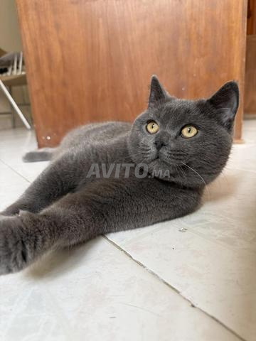 Chat Scottish straight mâle – 8 mois – Très calme