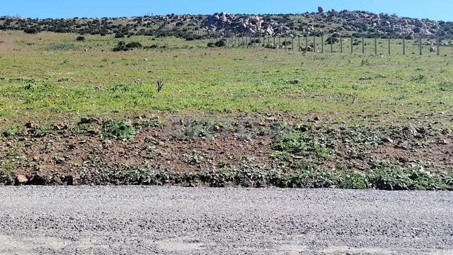 1 ha titré sur la route à Benslimane - 2