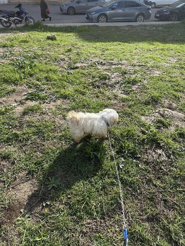 Chien bichon maltais