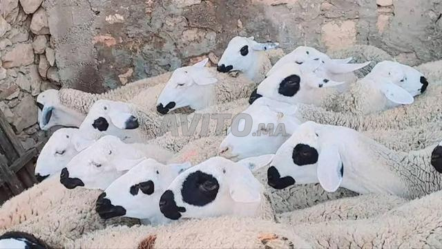 حولية صردية ضارة مليحة