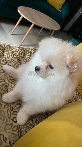 كلب سبيتز بوميرانيان قزم للبيع