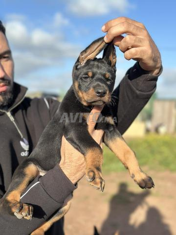chiot doberman