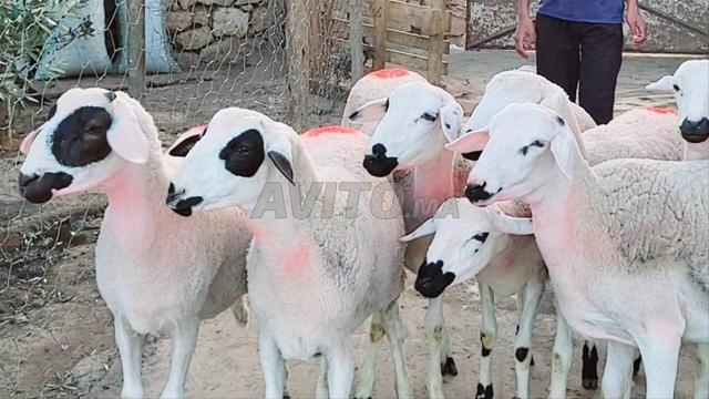 30 Hawlia Sardia nuisible