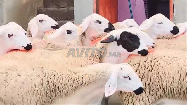 30 sardines nuisibles de bonne qualité