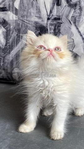 قط فارسي بنقاط برتقالية