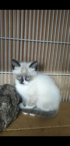 Chat siamois snawchaw et sacripirmani - 2