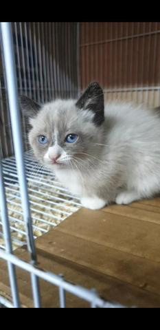 Chat siamois snawchaw et sacripirmani