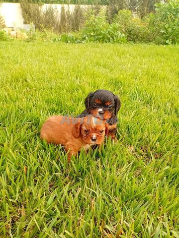 Magnifique Chiot Cavalier king charles