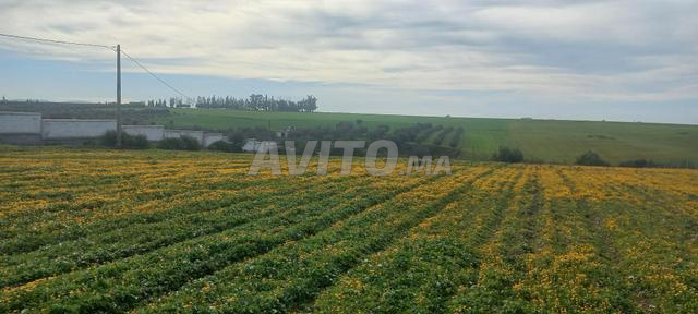 2 hectares Ait Aissa Adi Ait Oualal - 2