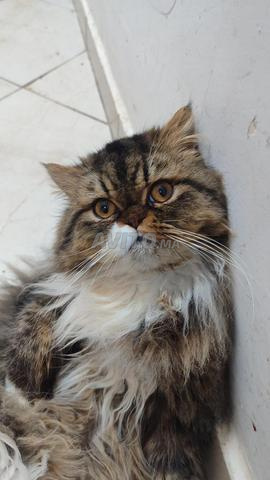 ذكر فارسي سلالة نقية 9 أشهر