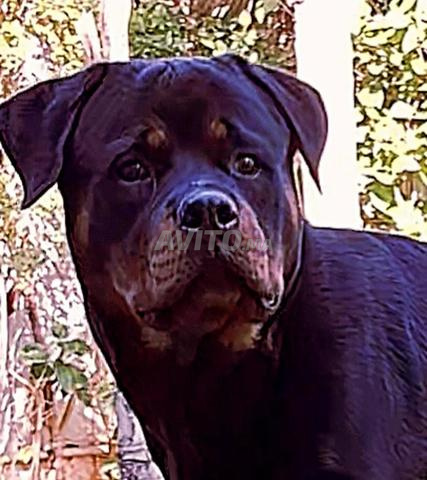 كلب روتويلر ذكر أصيل