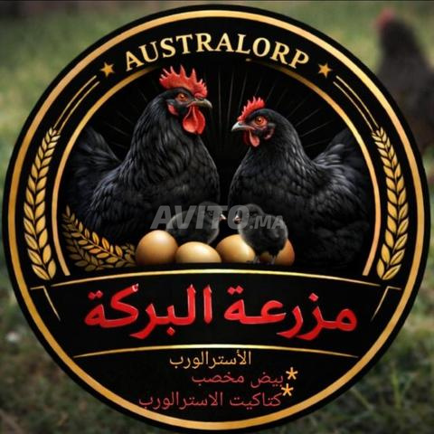 Oeufs fécondés de race de poulet Australorp pure