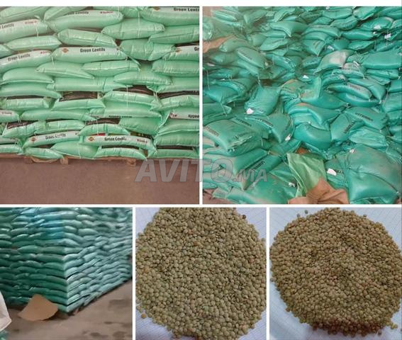 عدس كندا للبيع موجود بالدار البيضاء