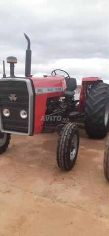 ماسي فيرغسون 285