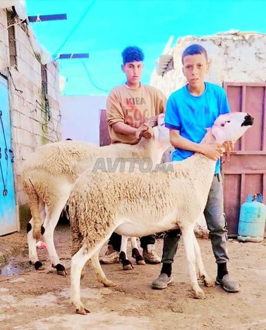 30 حولية صردية مليحة ضارة