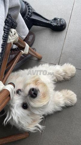 للتبني بيشون مالطي عمره سنة واحدة