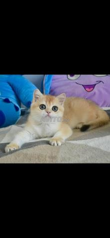 Chatons scottish et british pedigee